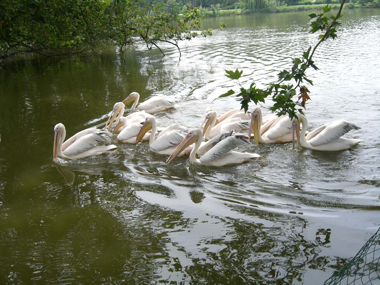 paradisio